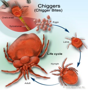 The chigger life cycle