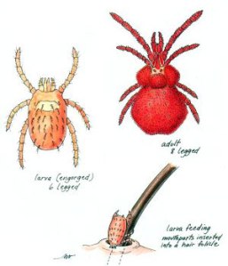 The larval chigger working some magic